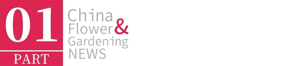 切花芍药每亩种植多少株,种植切花芍药每亩能挣多少钱