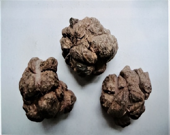 三七和金不换是一样的吗,金不换和三七是同一种中药吗