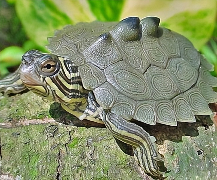 新手养龟最好养哪个品种带图,新手养龟方法养什么龟最好