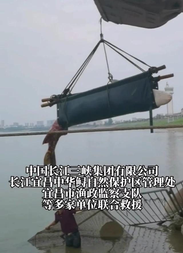 吃它就如吃一套房，鲟鱼子酱为何是黑色黄金？中华鲟已濒临灭绝！