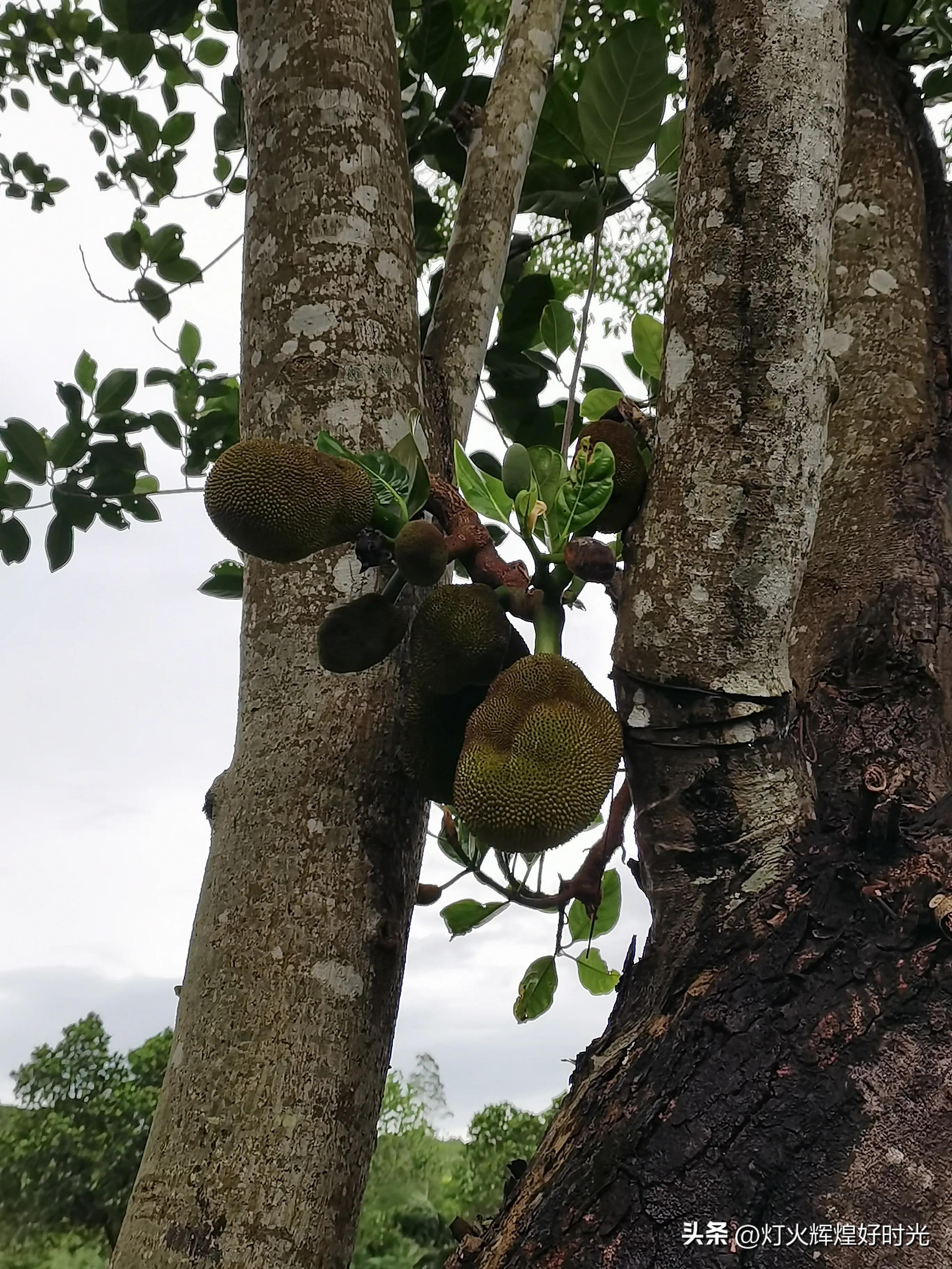夏日掠影,雨天花开,人见人爱