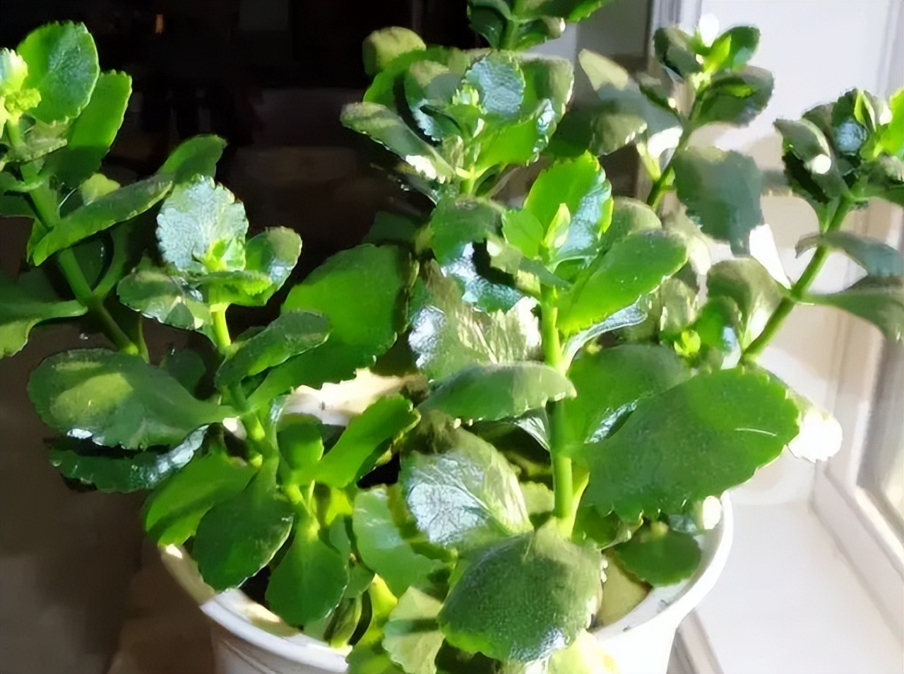 最旺家庭的6种花你家里有吗,家里有这6种花