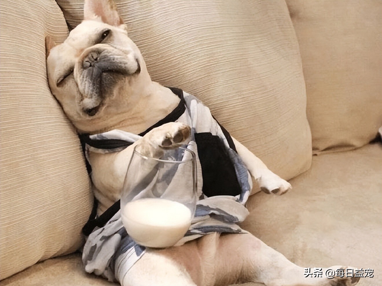 孕妇养狗注意些什么,孕妇养狗注意事项是什么