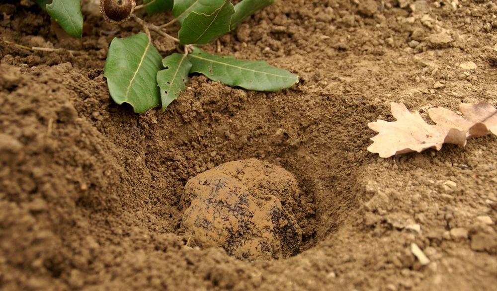 世界三大珍馐松露,世界顶级食物黑松露