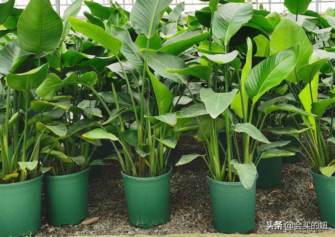 价格便宜且又有实用价值的绿植,家里值得买的绿植