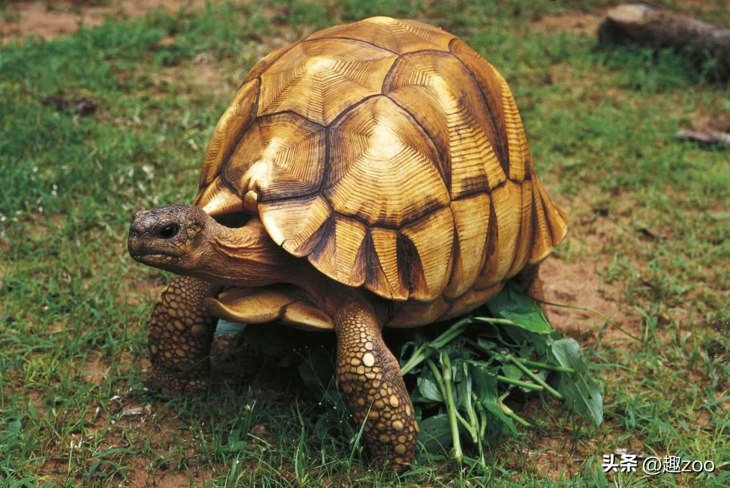 世界上最贵的龟粮排行榜,最贵的龟类
