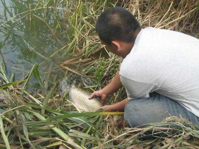 劝君莫食三月鲫好钓鱼吗,劝君莫食三月鲫能钓鱼吗