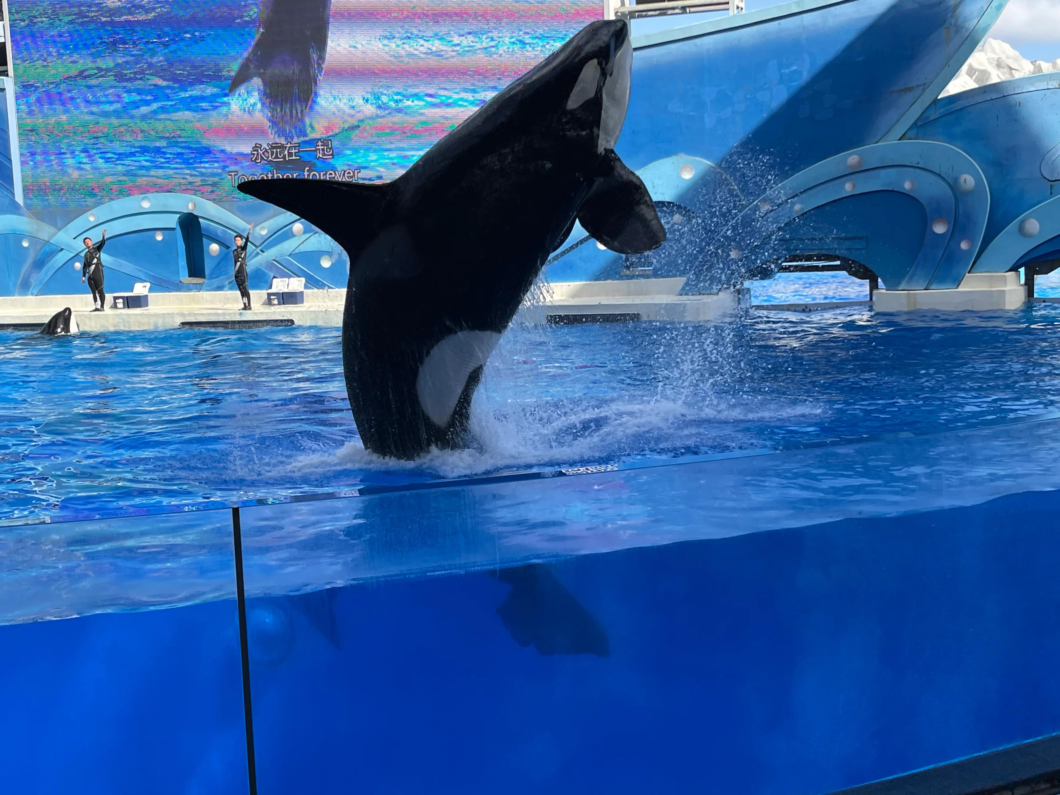 游上海海昌海洋公园攻略图,游上海海昌海洋公园作文方位顺序