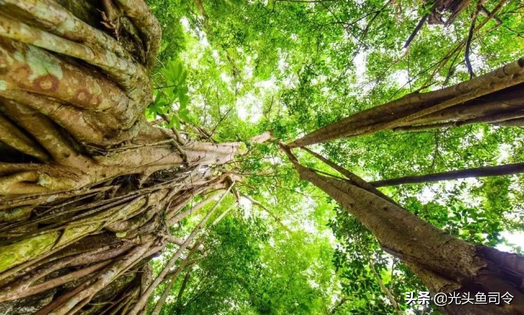 班纳吸血毯,西双版纳吸血毯真实事件