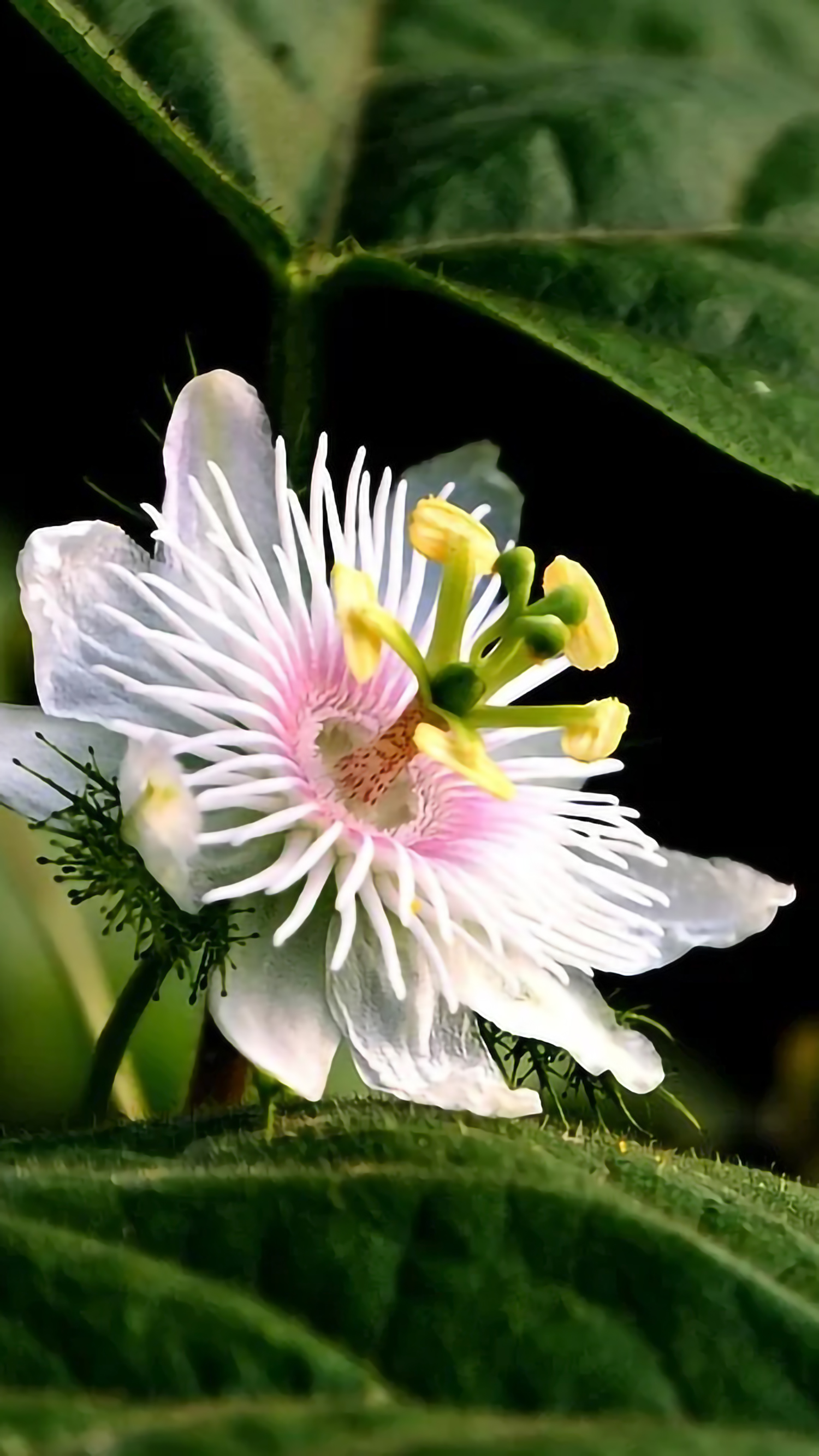 好看的手机桌面壁纸和锁屏壁纸,总有一张壁纸适合你手机屏保精选