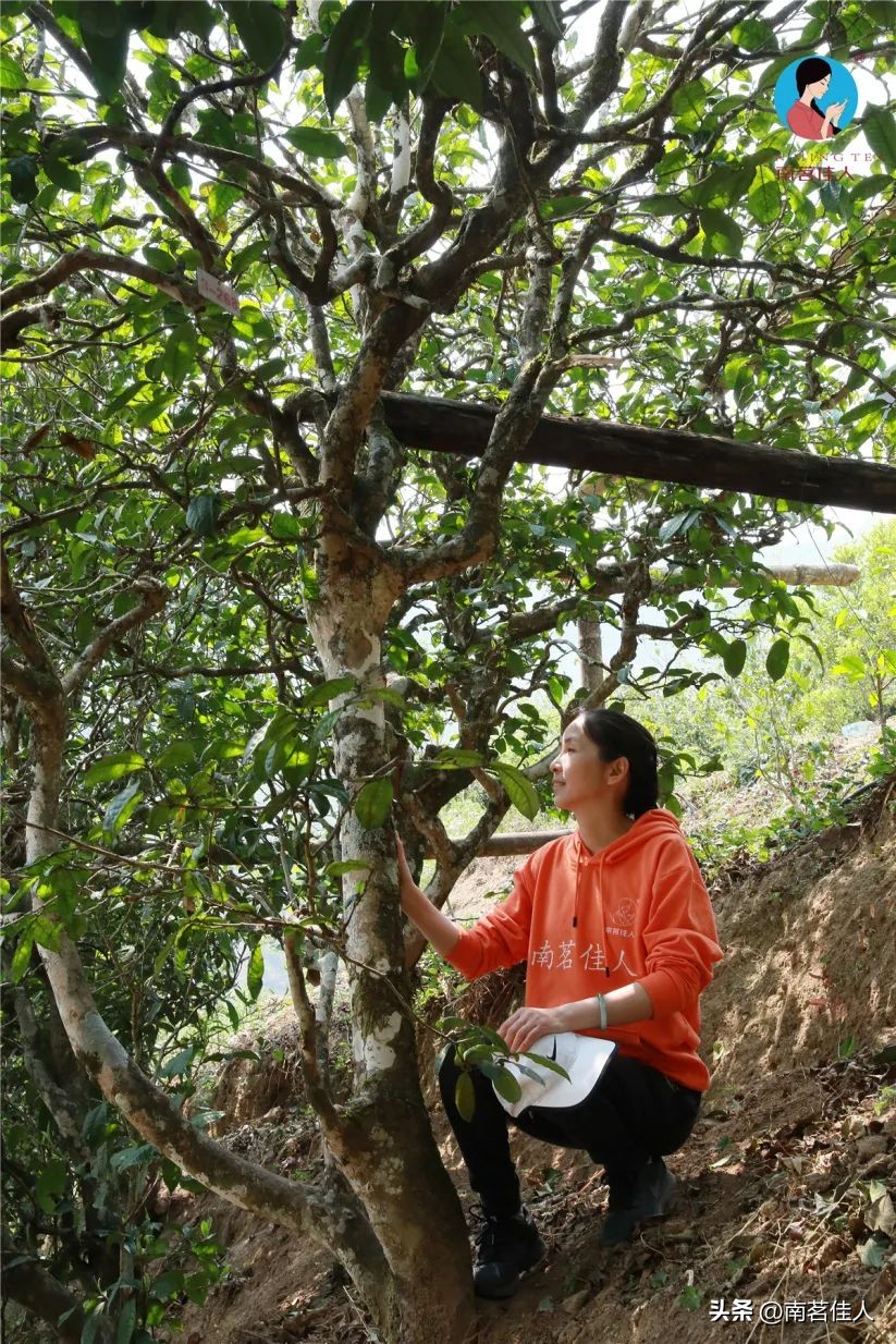 普洱茶一山一味什么意思啊,普洱一山一味是什么味