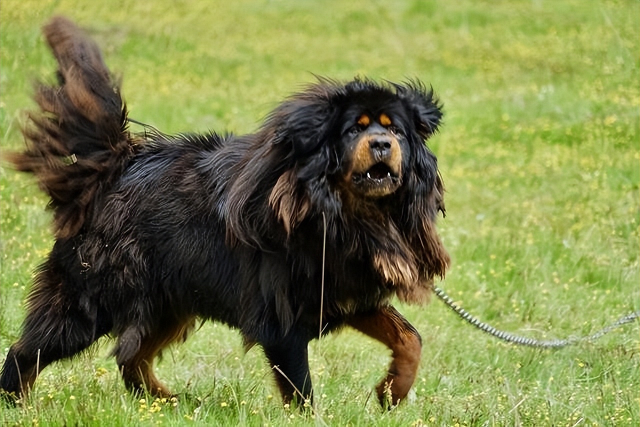 如今藏獒现状,藏獒价格为什么断崖式下跌