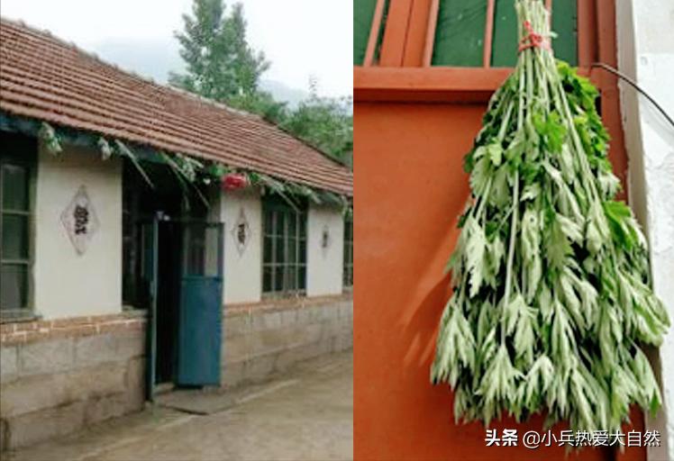 白蒿和艾草是不是一种植物,艾蒿和艾草都能泡脚吗