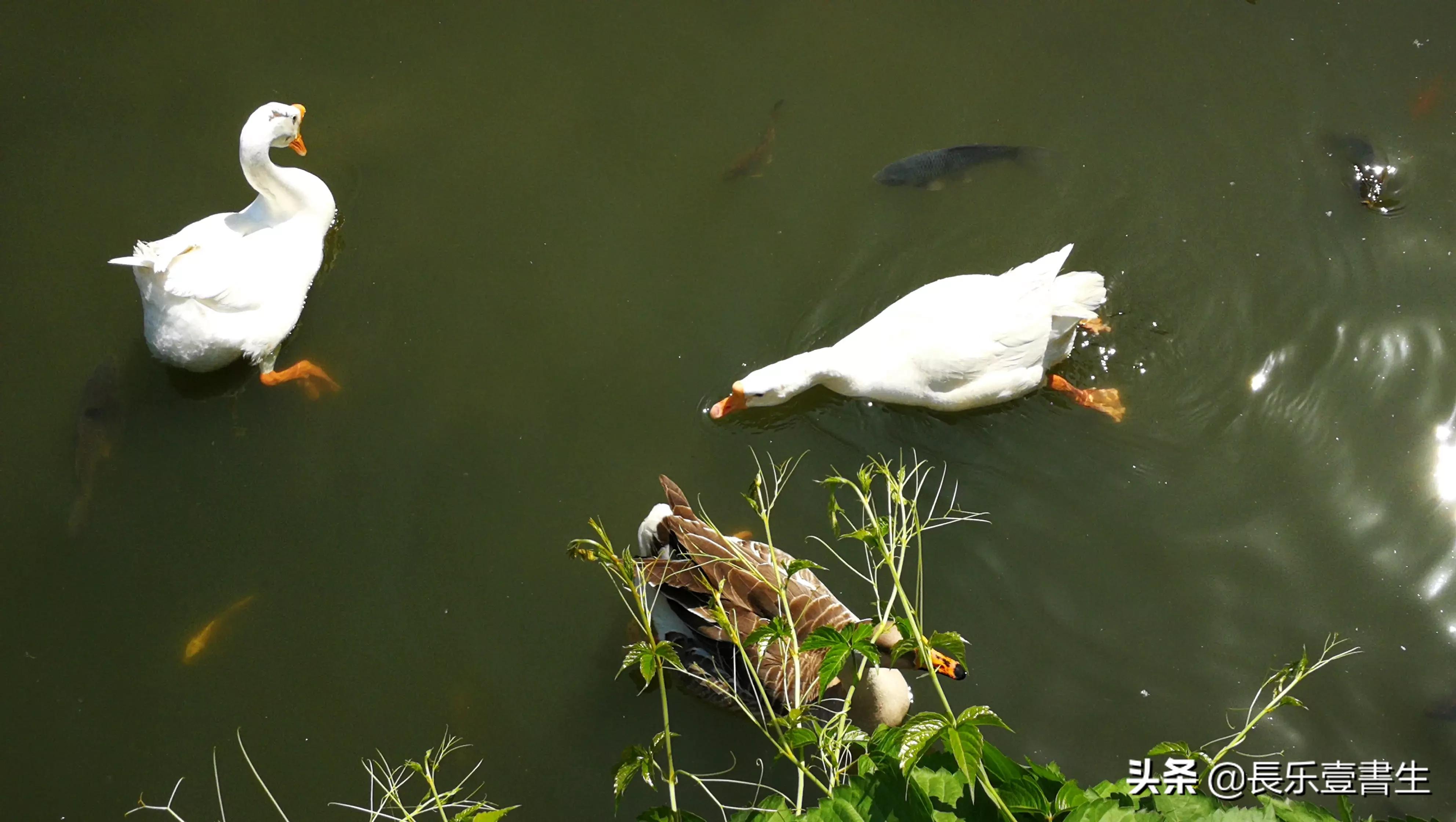 中国园林博物馆游览时间表,小众游玩强烈推荐北京园林博物馆