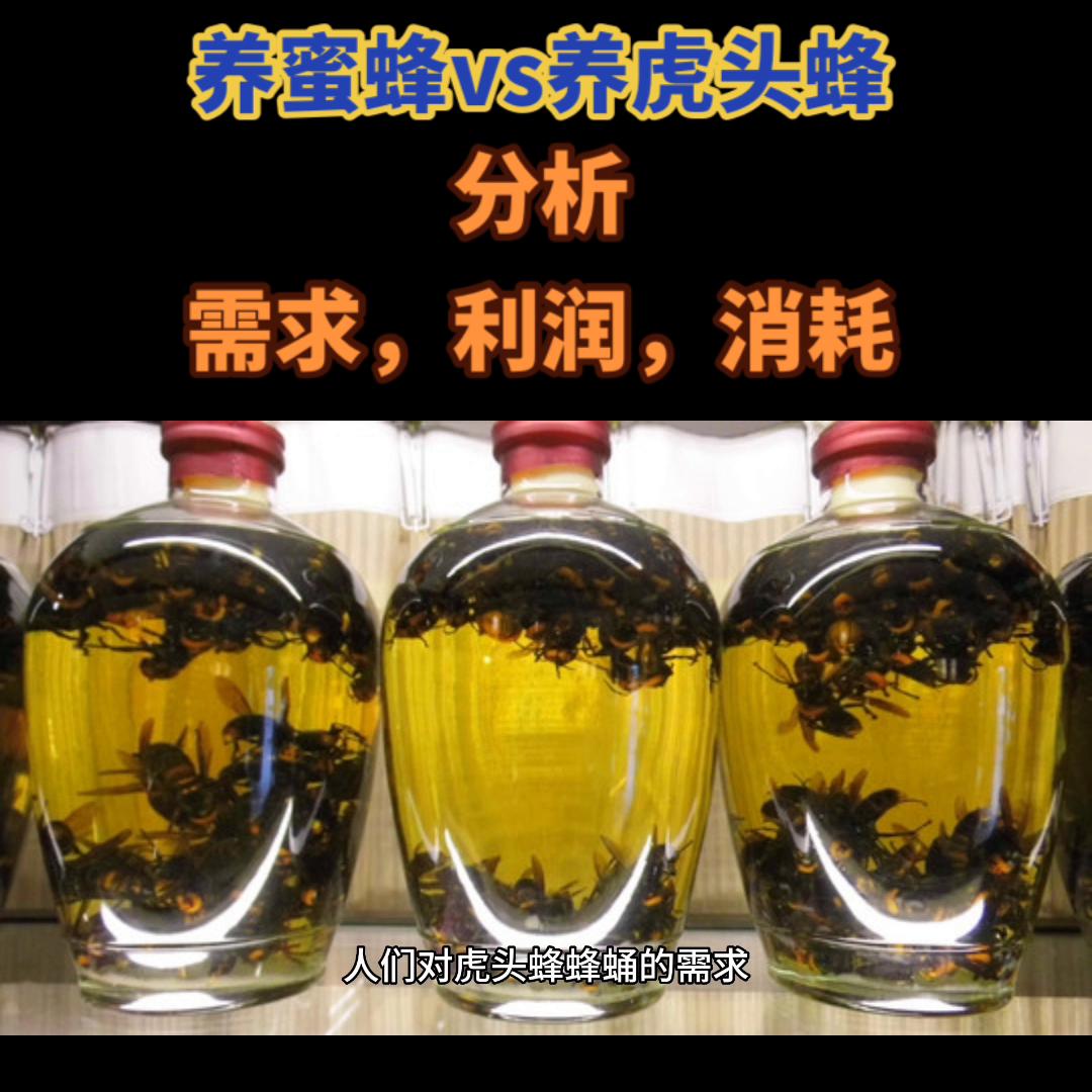 养蜜蜂虎头蜂太多了怎么办,养虎头蜂技术公开全书