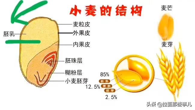 雪花面粉和麦芯粉区别,雪花粉和麦芯粉的区别