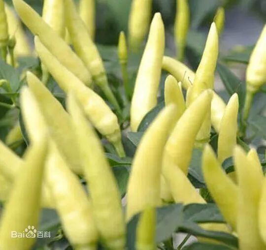 最辣的辣椒全球,全球超辣辣椒