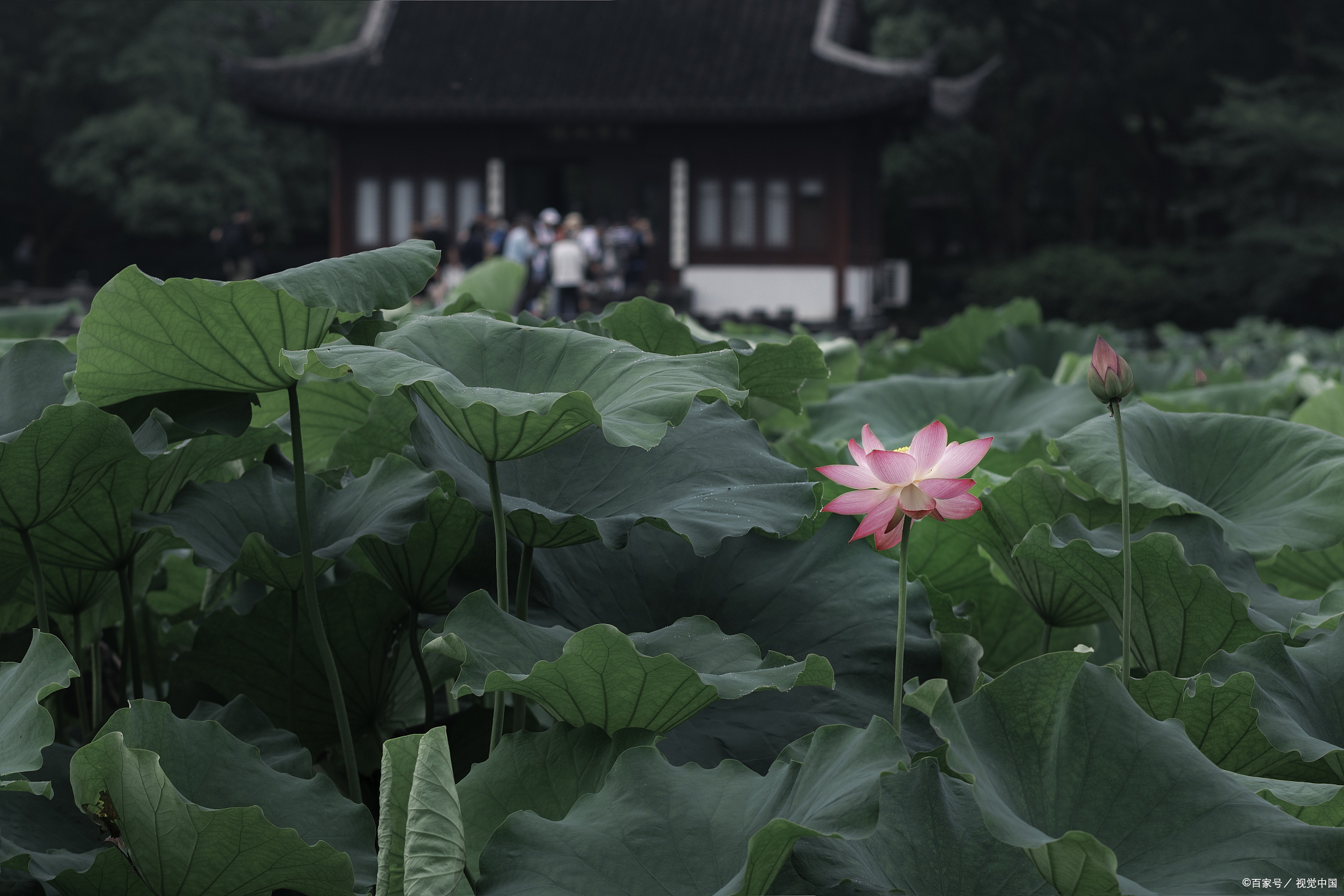 杭州西湖游玩攻略路线,杭州西湖游玩攻略一日游