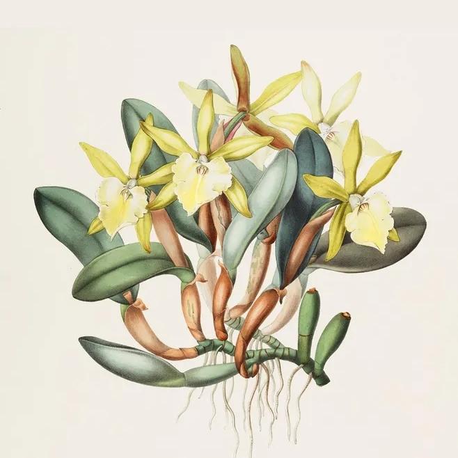 快来看看，兰花的世界真奇妙|壹木星球No.14