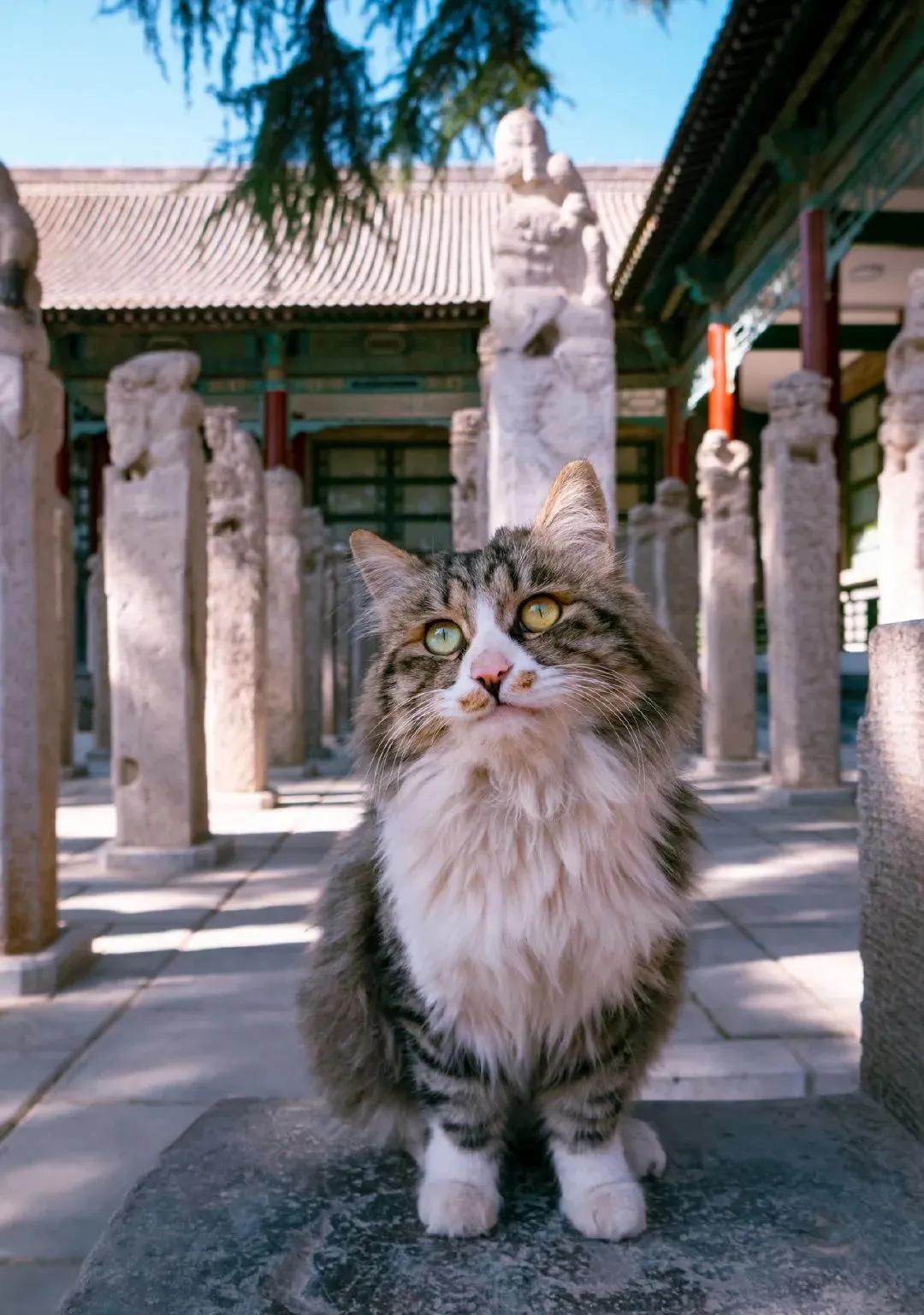 平度博物馆的魅力,为什么博物馆这么多