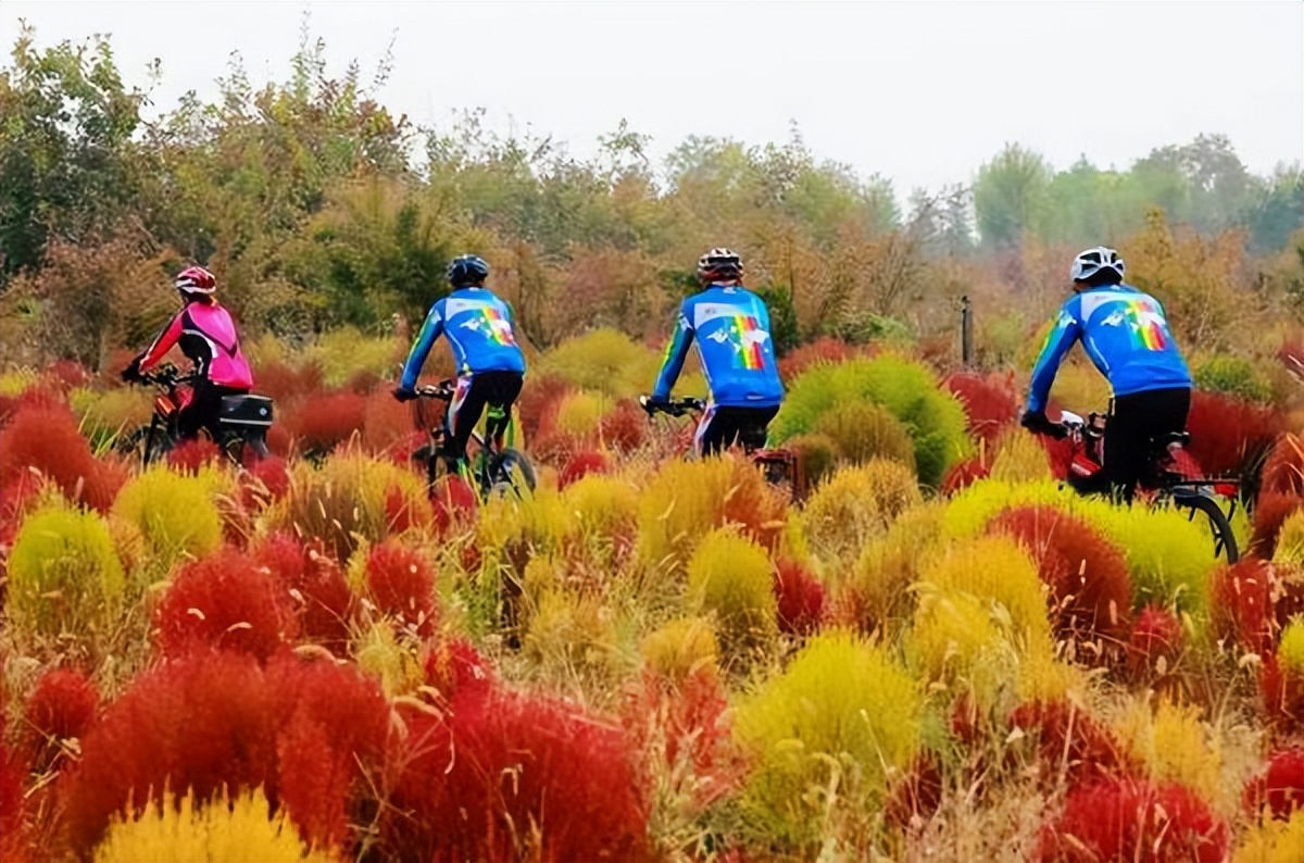 地肤草花海打卡,孟津白鹤地肤草位置