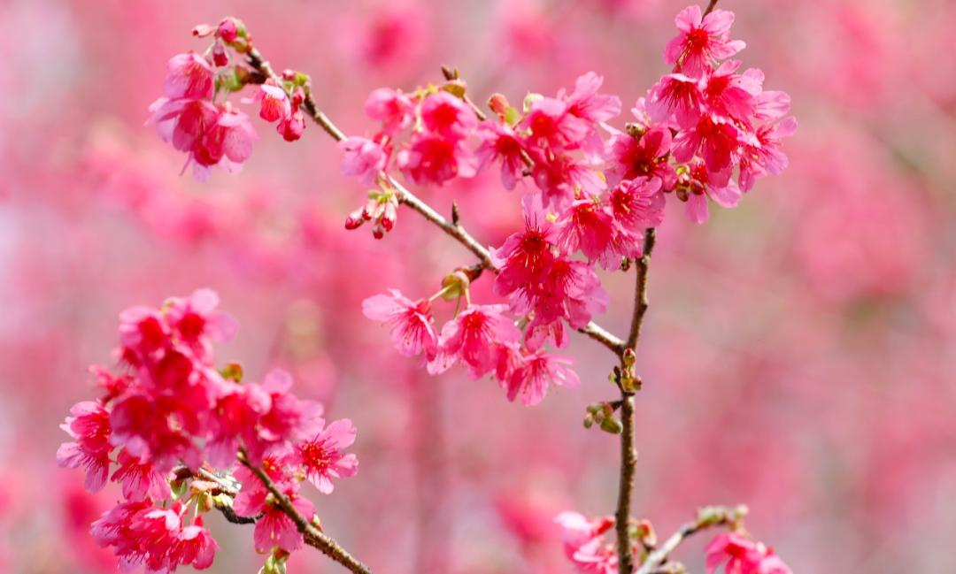 厦门春节旅游项目,厦门夕阳红旅游