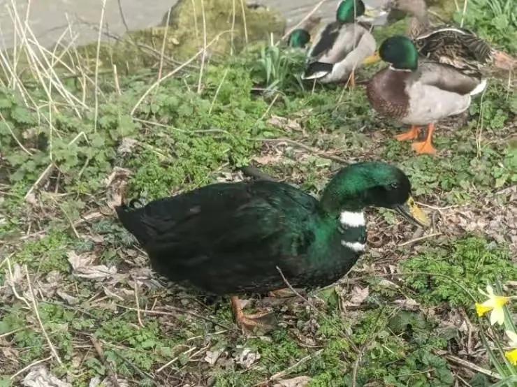 1853年日本第一武士老照片 (100张日本武士老照片)