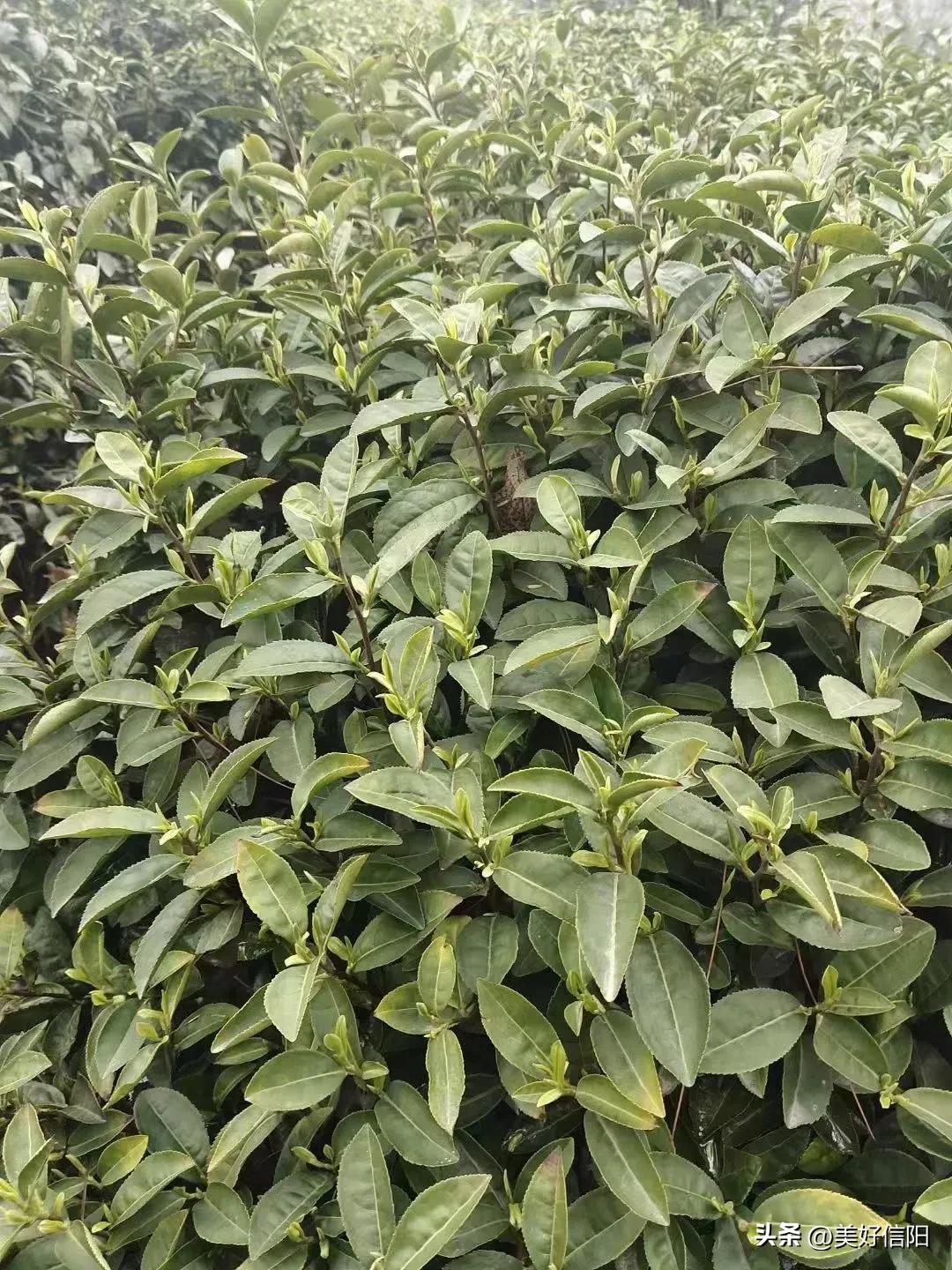 信阳毛尖哪里有卖 (信阳人买毛尖)