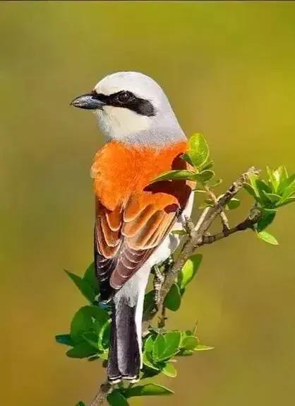 奇怪的小鸟视频,稀奇古怪的鸟