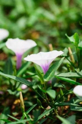 十大常见的蔬菜花,适合开花的日常蔬菜有哪些