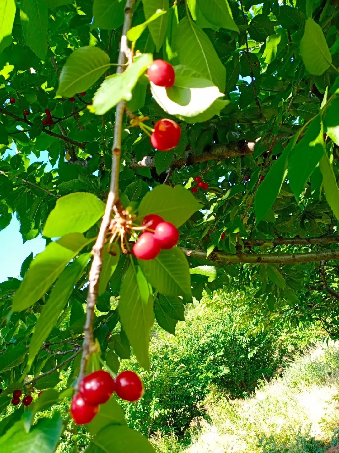 西安樱桃沟今年樱桃比往年减产三分之二左右