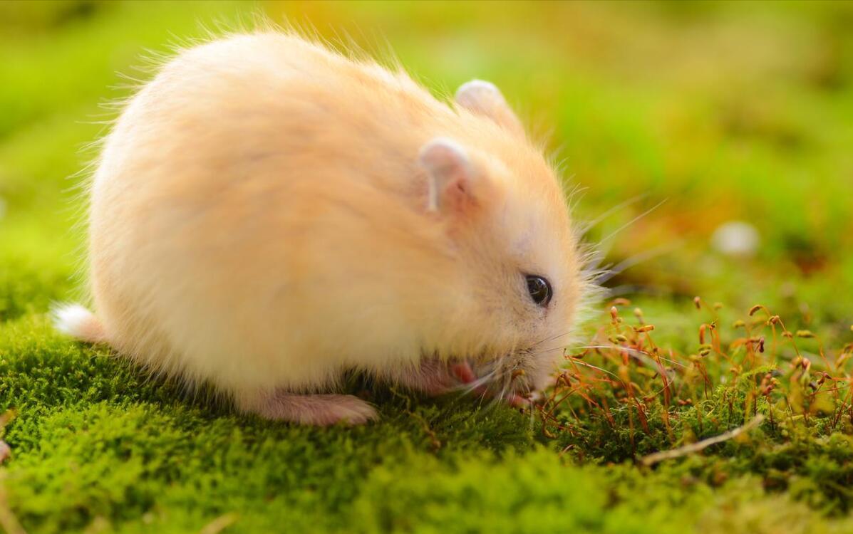 第一只仓鼠怎么来的,我的第一只小猫咪完整版