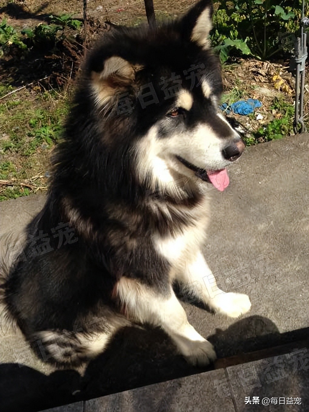 狗狗病情突发死亡,狗狗突发病死了