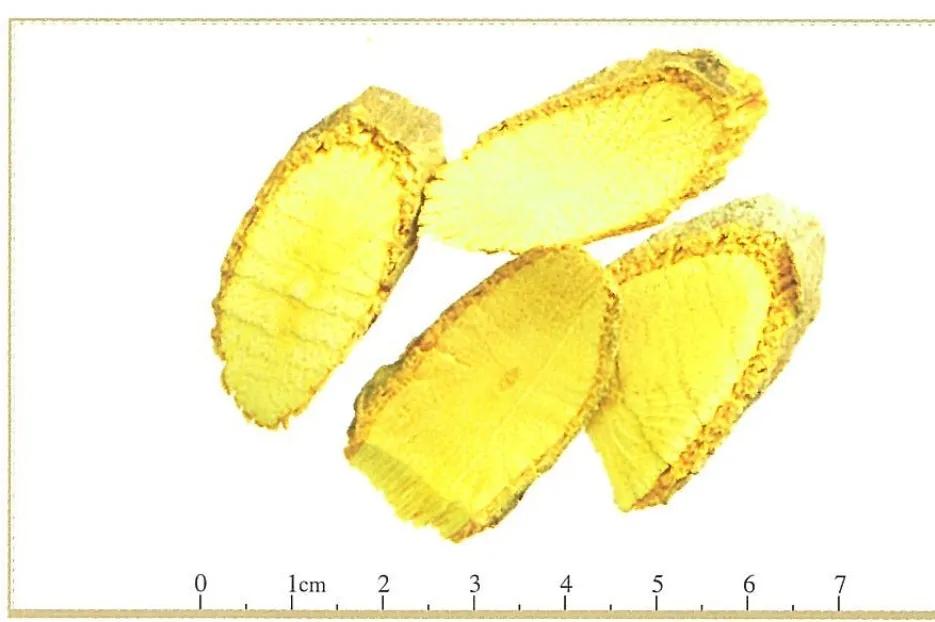黄藤的功效和作用,中药黄姜藤