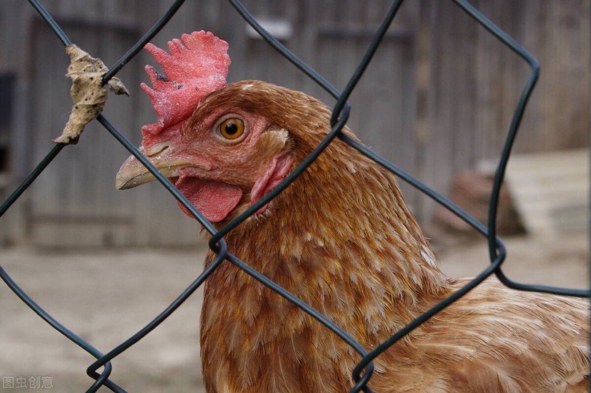 鸡滑膜炎怎么防治,鸡滑膜炎是什么原因引起的