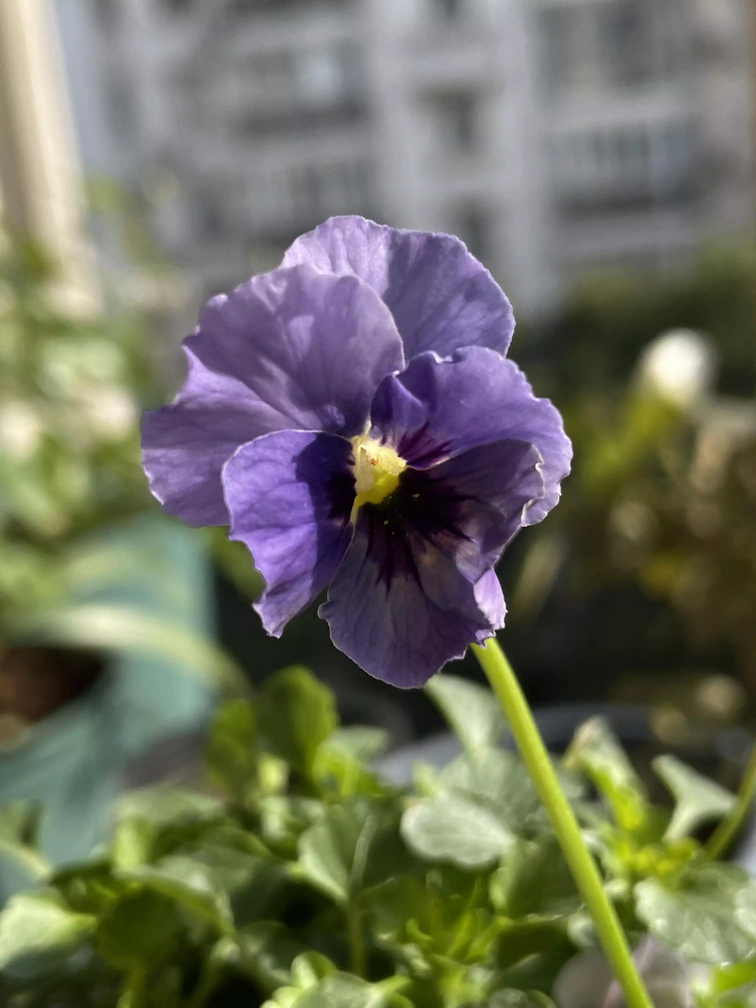 认识各种花的寓意,认识各种花的名称