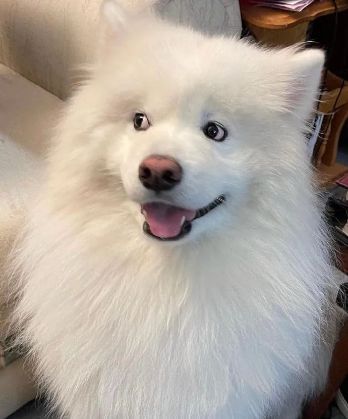 裸体金毛误闯地铁站被揪住耳朵：大哥！头发扎得有点紧了！