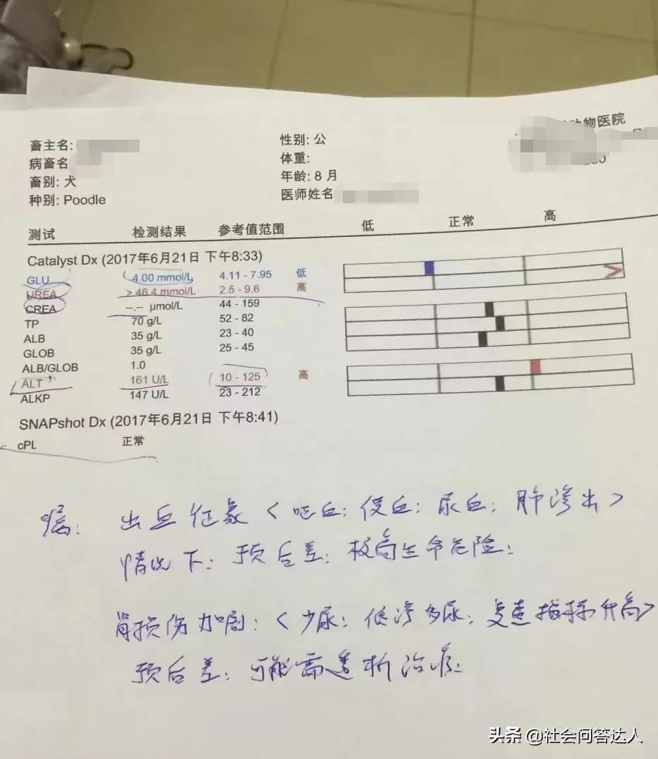 宠物消毒剂的正确使用方法,养宠家庭消毒