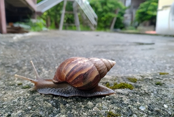 10岁孩子总头疼，发现是大脑异常？医生提醒：小孩别玩非洲大蜗牛