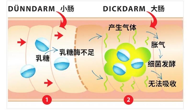 牛奶羊奶骆驼奶哪种含乳糖低,牛奶羊奶骆驼奶哪个营养价值最高