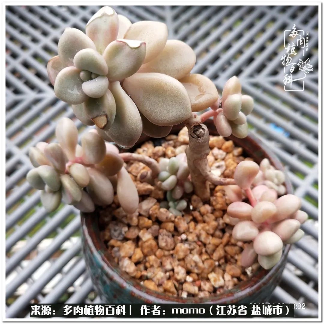 露养一个月的多肉图片,露养多肉春天外面过夜么