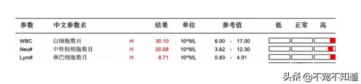 狗狗淋巴肿大，有可能是患了白血病
