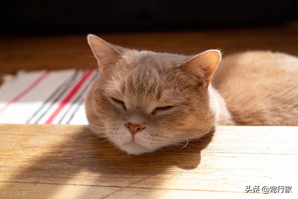 猫条属于零食吗,猫条是有营养还是没营养