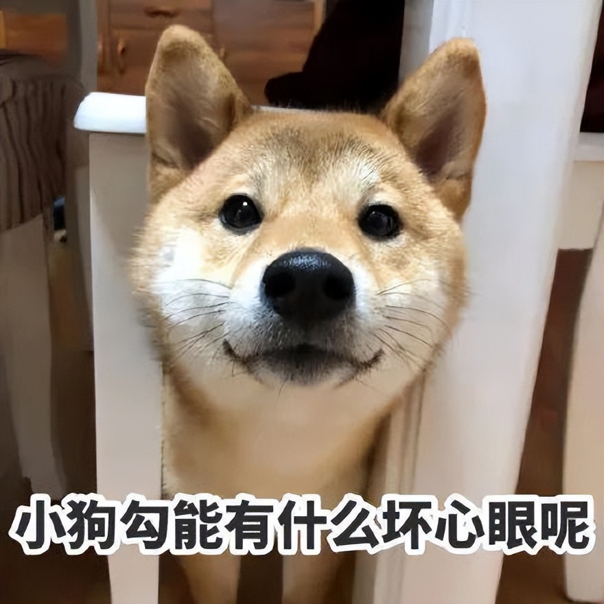 养狗首选这7种狗不贵又好养,养狗狗新手入门必知