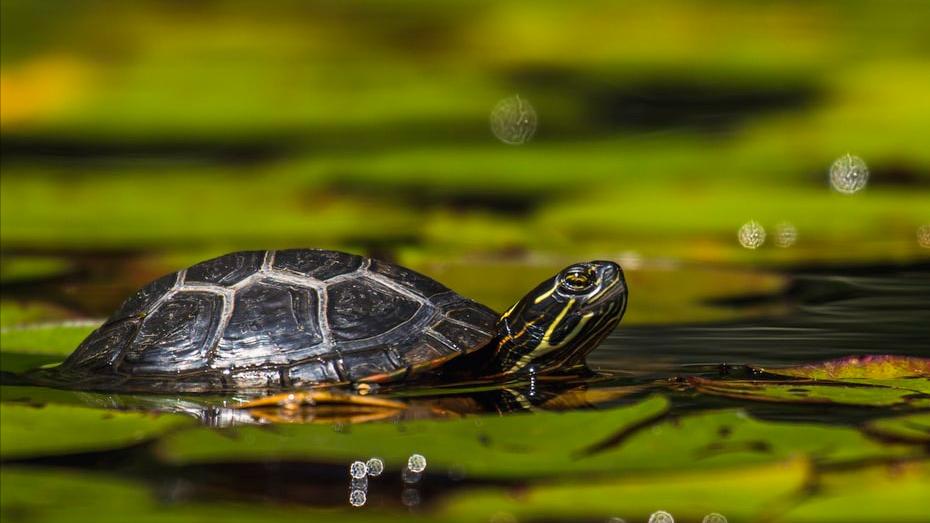 龟肠胃炎不用药最简单的方法,养龟如何预防肠胃炎
