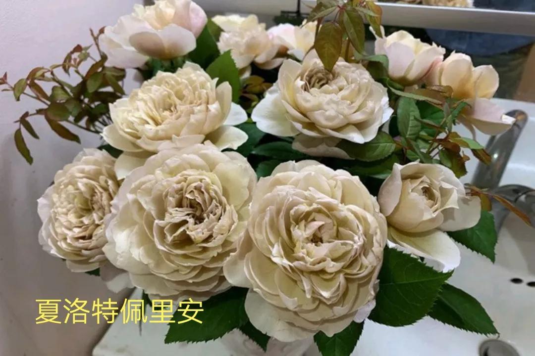 花店卖的切花月季品种,切花月季冬季修剪方法