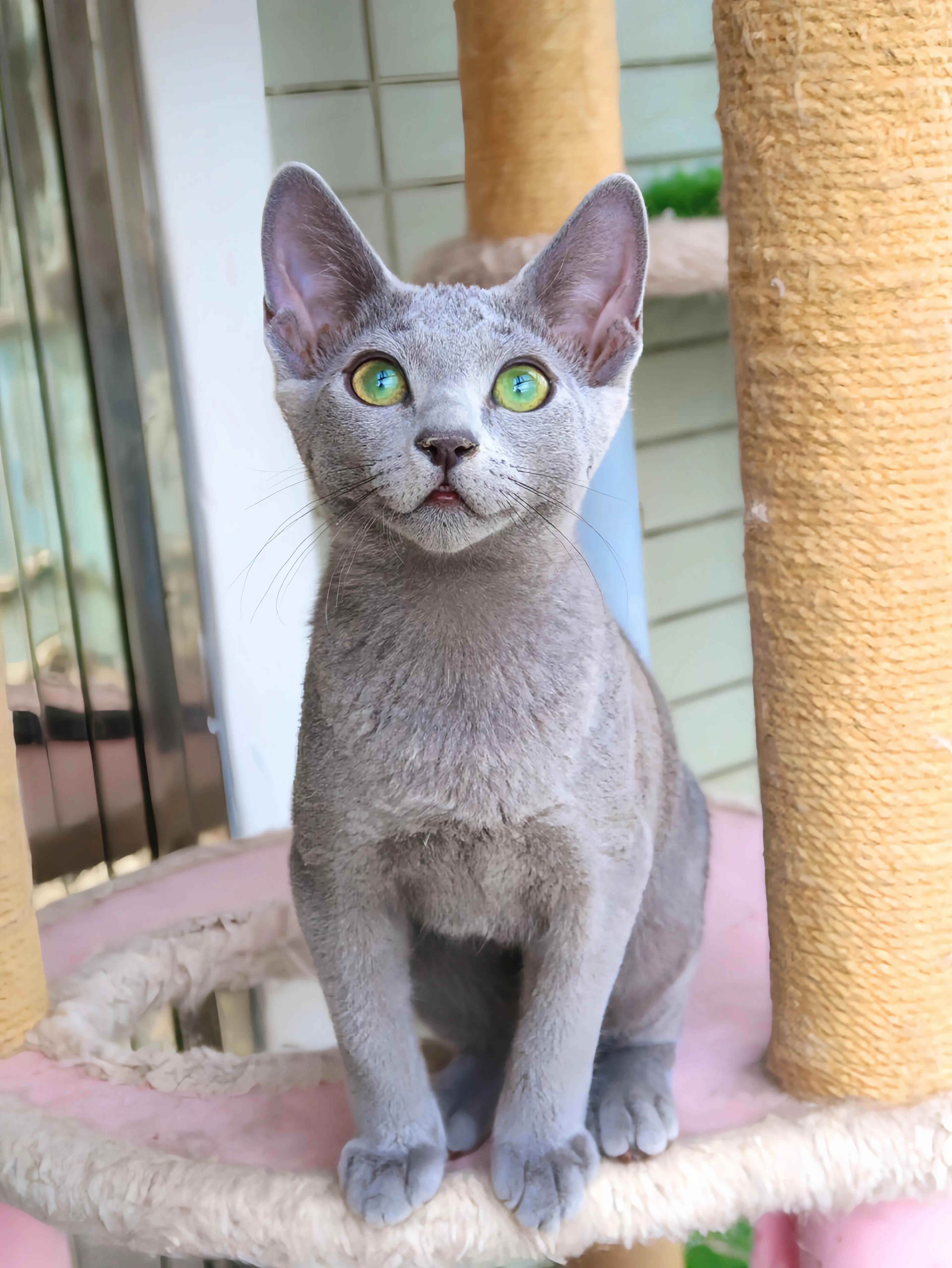 猫咪品种推荐500元以内,叫蒜头的猫咪是什么品种的