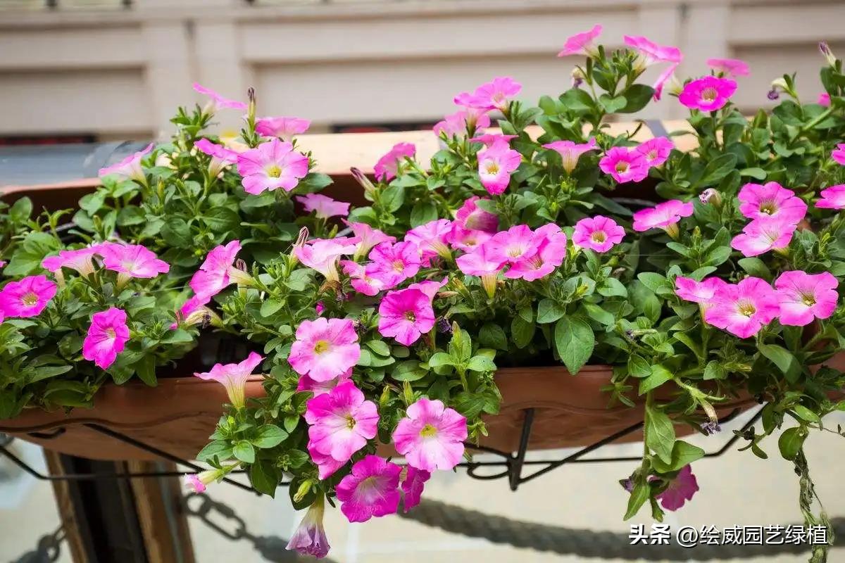 家里养花小蚊子很多怎么办,家里养花容易招蚊子解决方法