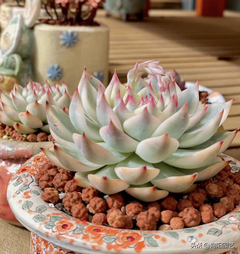 吉娃娃适合养一只还是一对,吉娃娃怎么养才能活得久