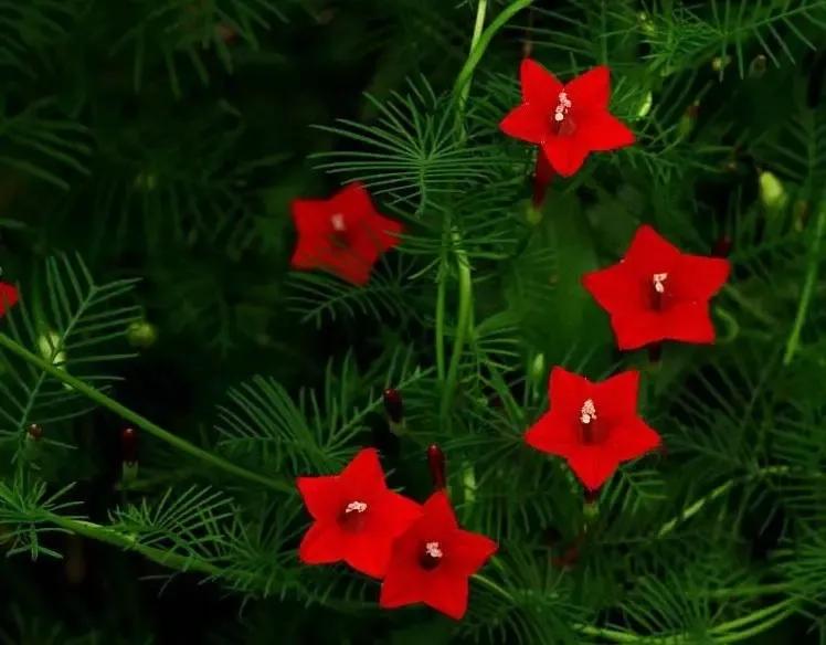 红色的五角星花开在朝阳升起时